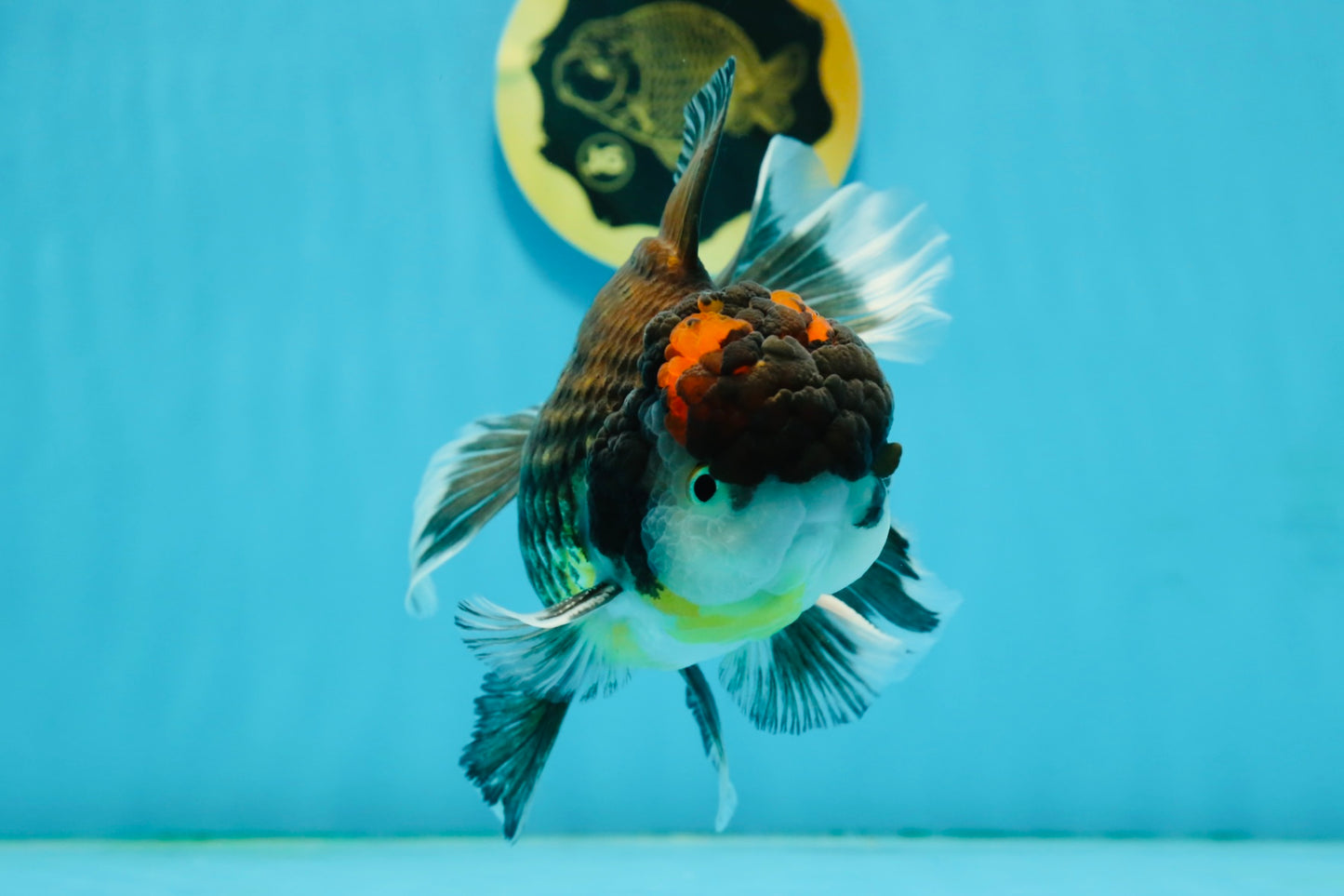 A Grade Tricolor Oranda Male 5.5 inches #120624OR_06