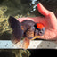 A Grade Tricolor Red Head Oranda Male 5-5.5 inches #041726OR_10