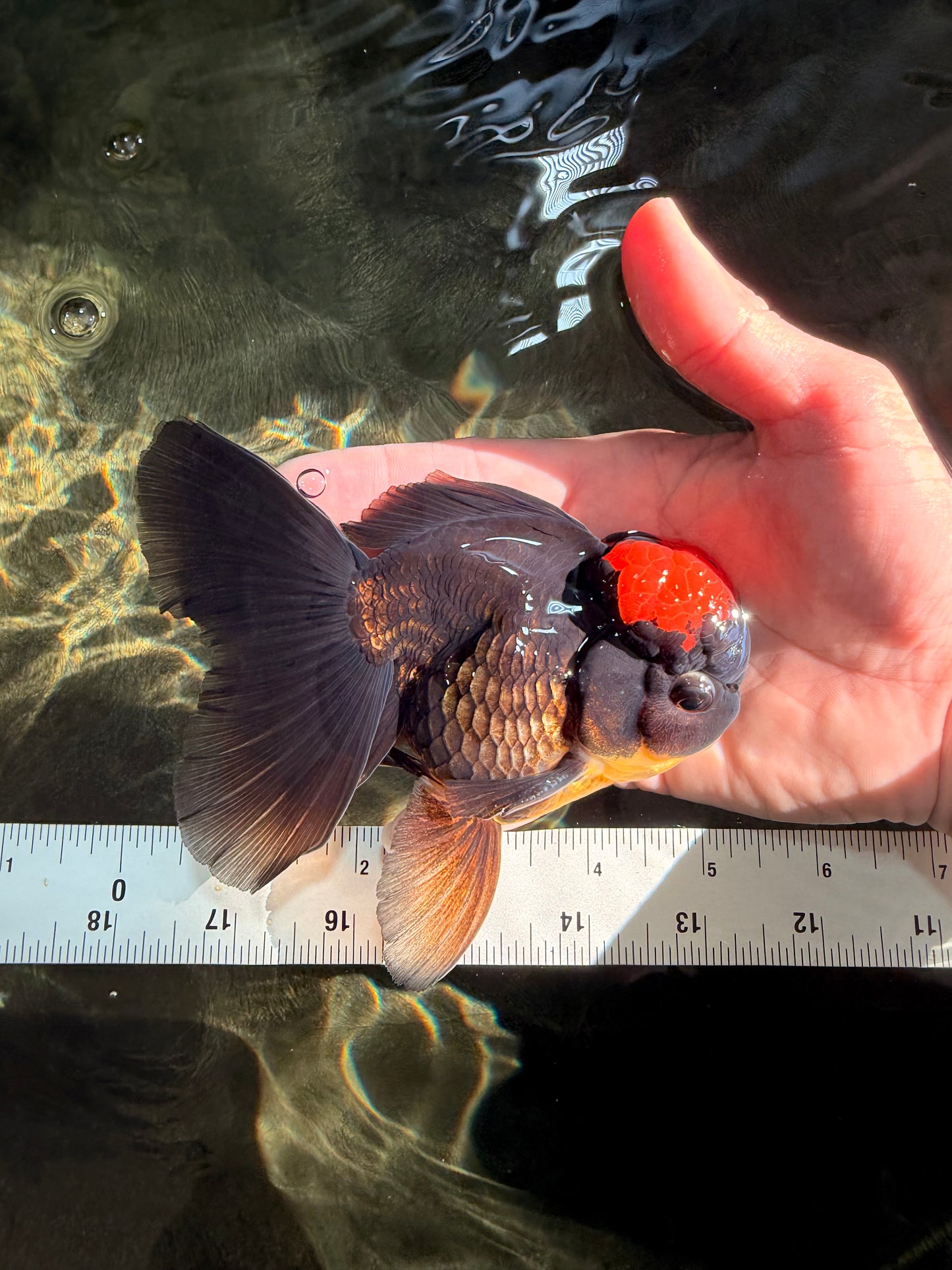 A Grade Tricolor Red Head Oranda Male 5-5.5 inches #041726OR_10