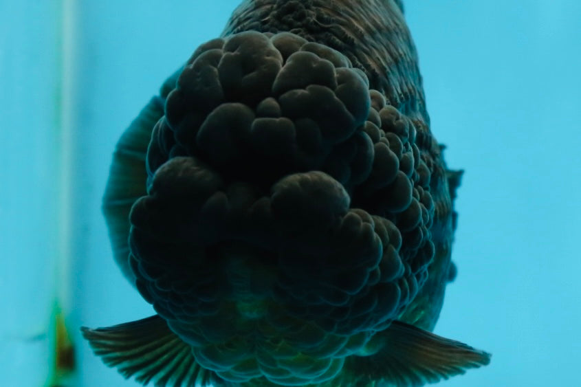 AAA Grade Godzilla Black Yuanbao Female 5-5.5 inches #050925YB_22