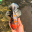 CHUNKY AAA Grade Broadtail Tiger Oranda Male 7-7.5 inches #071026OR_02