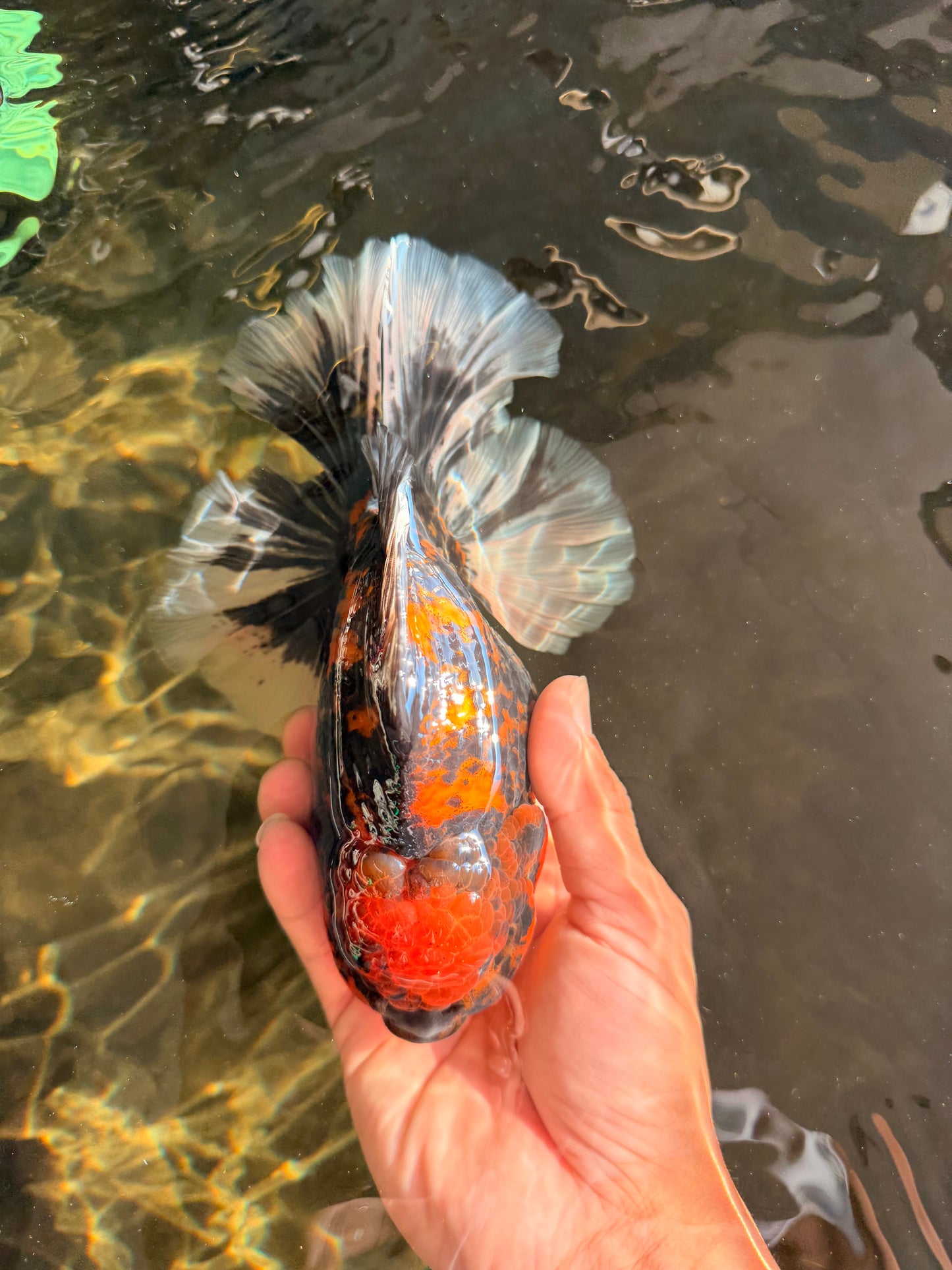 CHUNKY AAA Grade Broadtail Tiger Oranda Male 7-7.5 inches #071026OR_02
