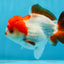A Grade Pompom Tricolor Yuanbao Male 4 inches #071125YB_17