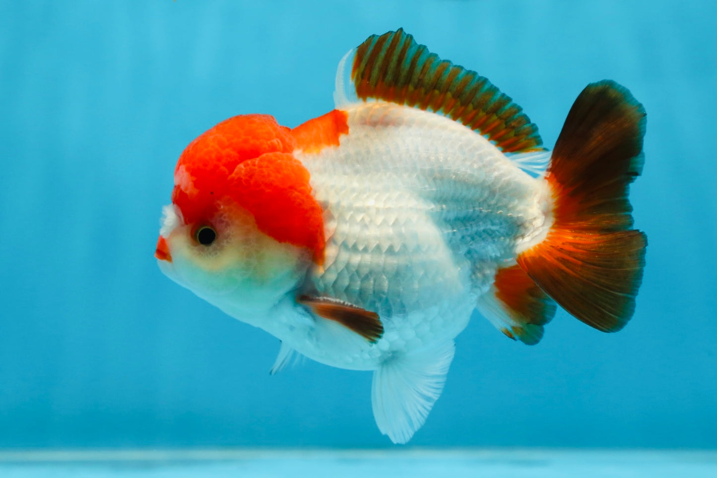 A Grade Pompom Tricolor Yuanbao Male 4 inches #071125YB_17