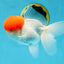 A Grade Red Cap Oranda Male 4.5-5 inches #050925OR_46