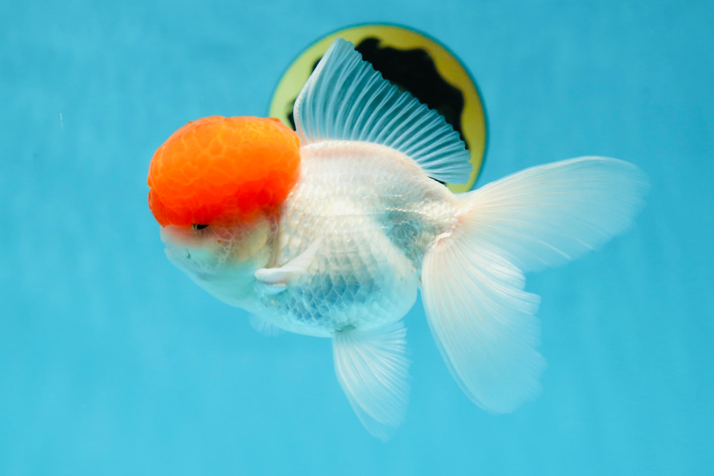 A Grade Red Cap Oranda Male 4.5-5 inches #050925OR_46