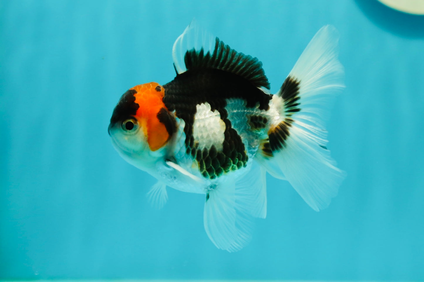 Tricolor Oranda Male 3.5-4 inches #102524OR_20