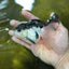 A Grade Nugget SO CUTE Panda Button Eyes Oranda Male 4.5 inches #010325OR_15