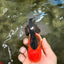 UNIQUE AAA Grade Apache Oranda Male 6 inches #101626OR_07