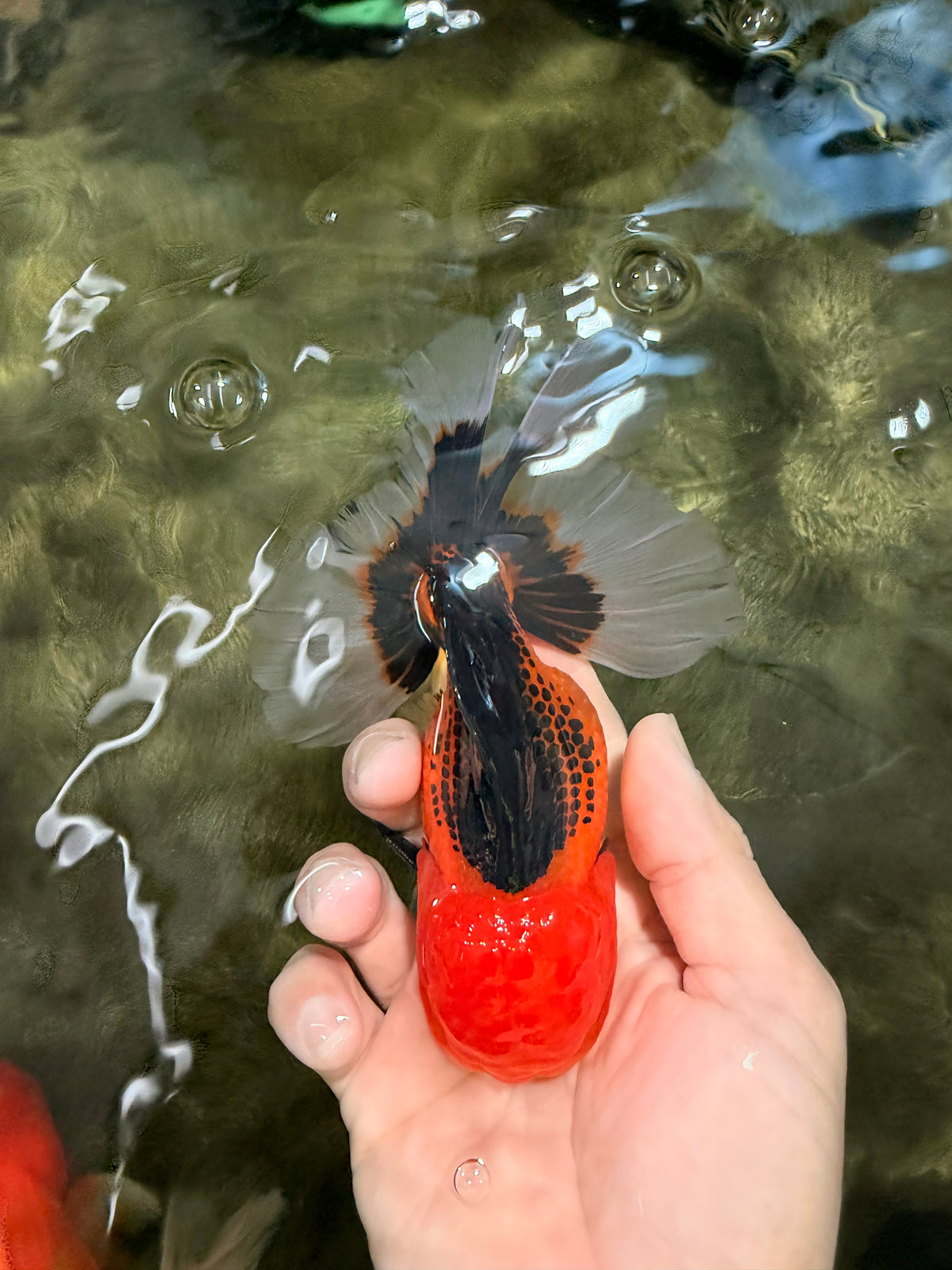 UNIQUE AAA Grade Apache Oranda Male 6 inches #101626OR_07