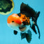ADORABLE A Grade Tricolor Oranda Male 5-5.5 inches #082225OR_16