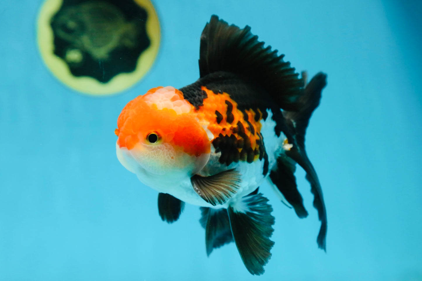 ADORABLE A Grade Tricolor Oranda Male 5-5.5 inches #082225OR_16
