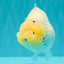 AAA Grade  Diamond Scale White Sakura Shark Ranchu Male 5.5 inches #100226RC_27