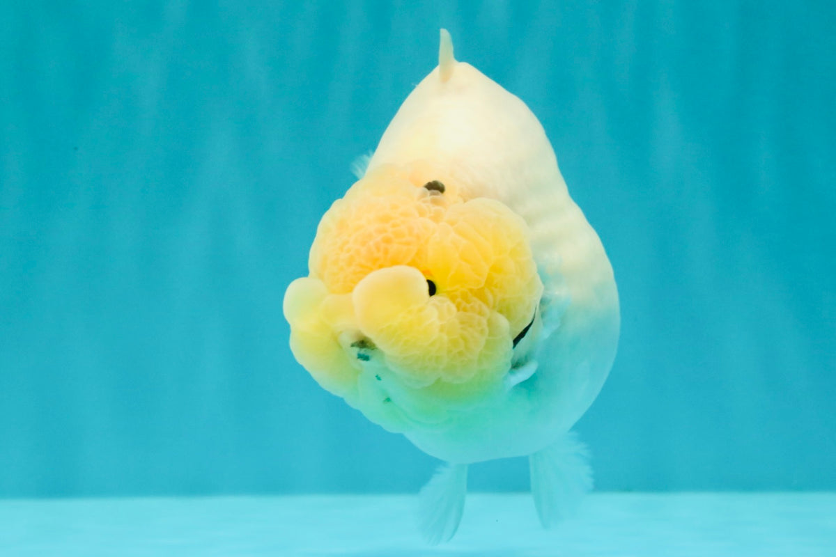 AAA Grade  Diamond Scale White Sakura Shark Ranchu Male 5.5 inches #100226RC_27