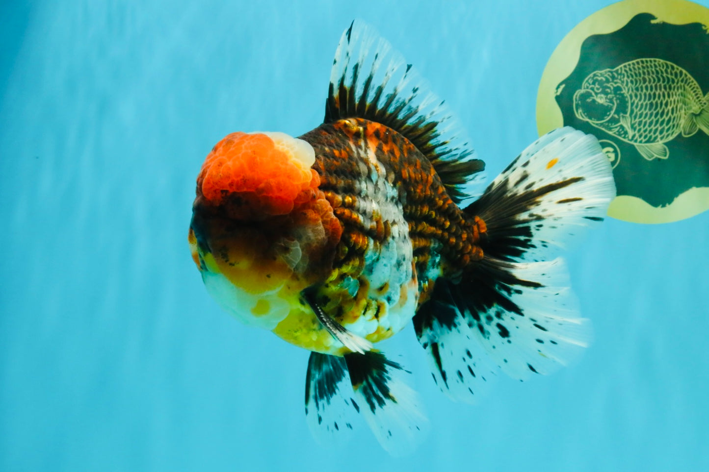 GIANT SUPER AAA Grade Godzilla Kirin Calico Oranda Male 6.5-7 inches #030626OR_06