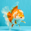 UNIQUE AAA Grade Red White Oranda Female 6.5-7 inches #032026OR_04