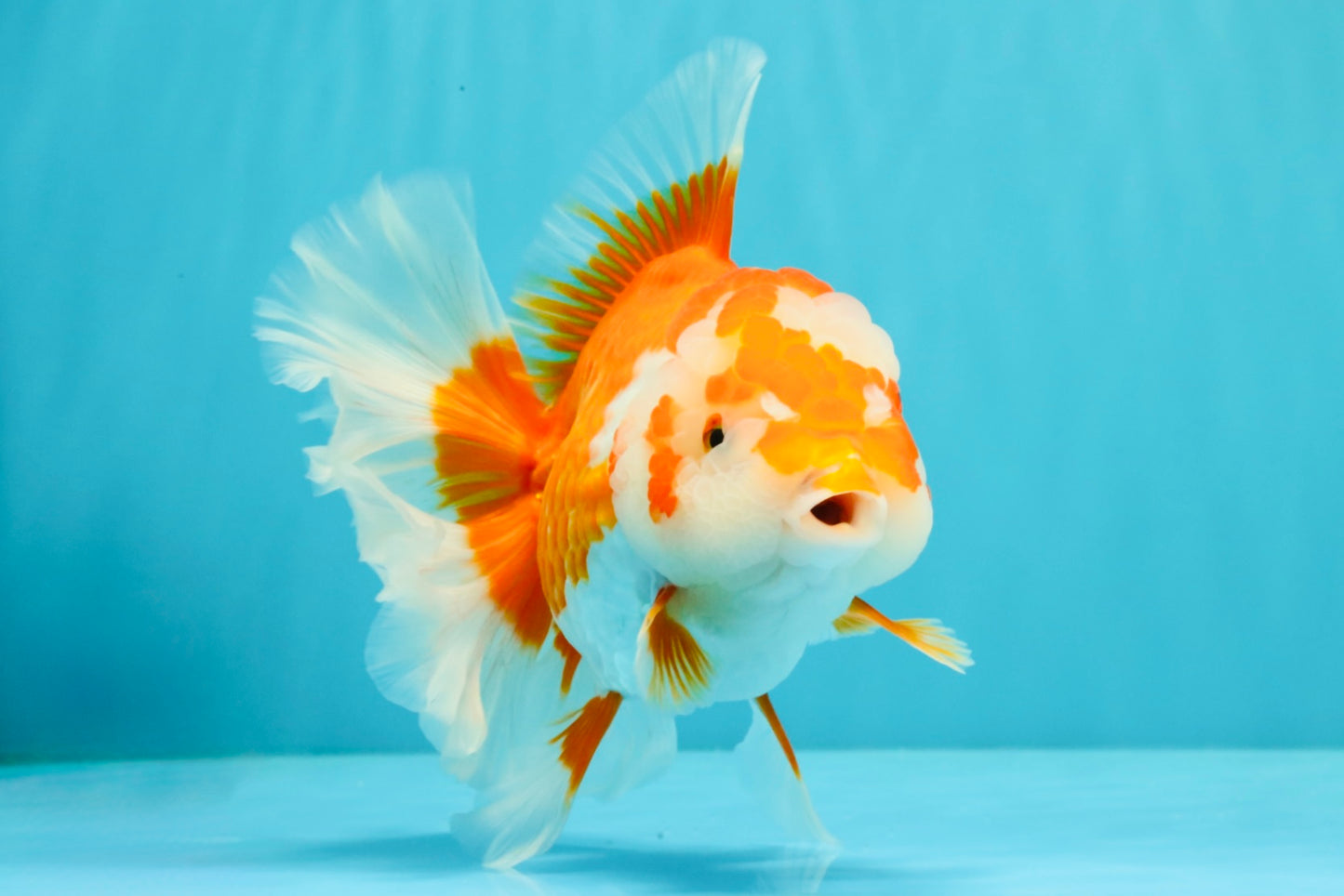 UNIQUE AAA Grade Red White Oranda Female 6.5-7 inches #032026OR_04