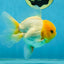 A Grade Lemonhead Oranda Male 4.5-5 inches #080125OR_25
