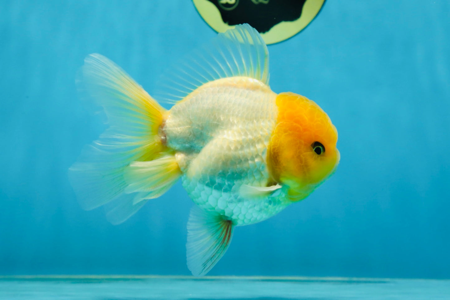 A Grade Lemonhead Oranda Male 4.5-5 inches #080125OR_25
