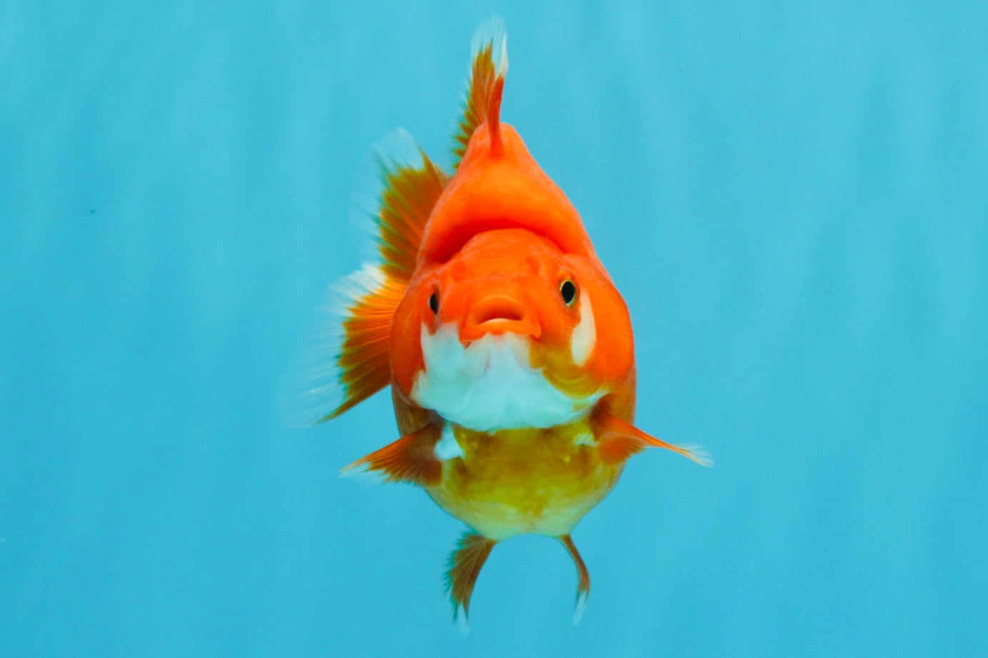 AAA Grade Solid Red Ryukin Female 4 inches #022026RK_10