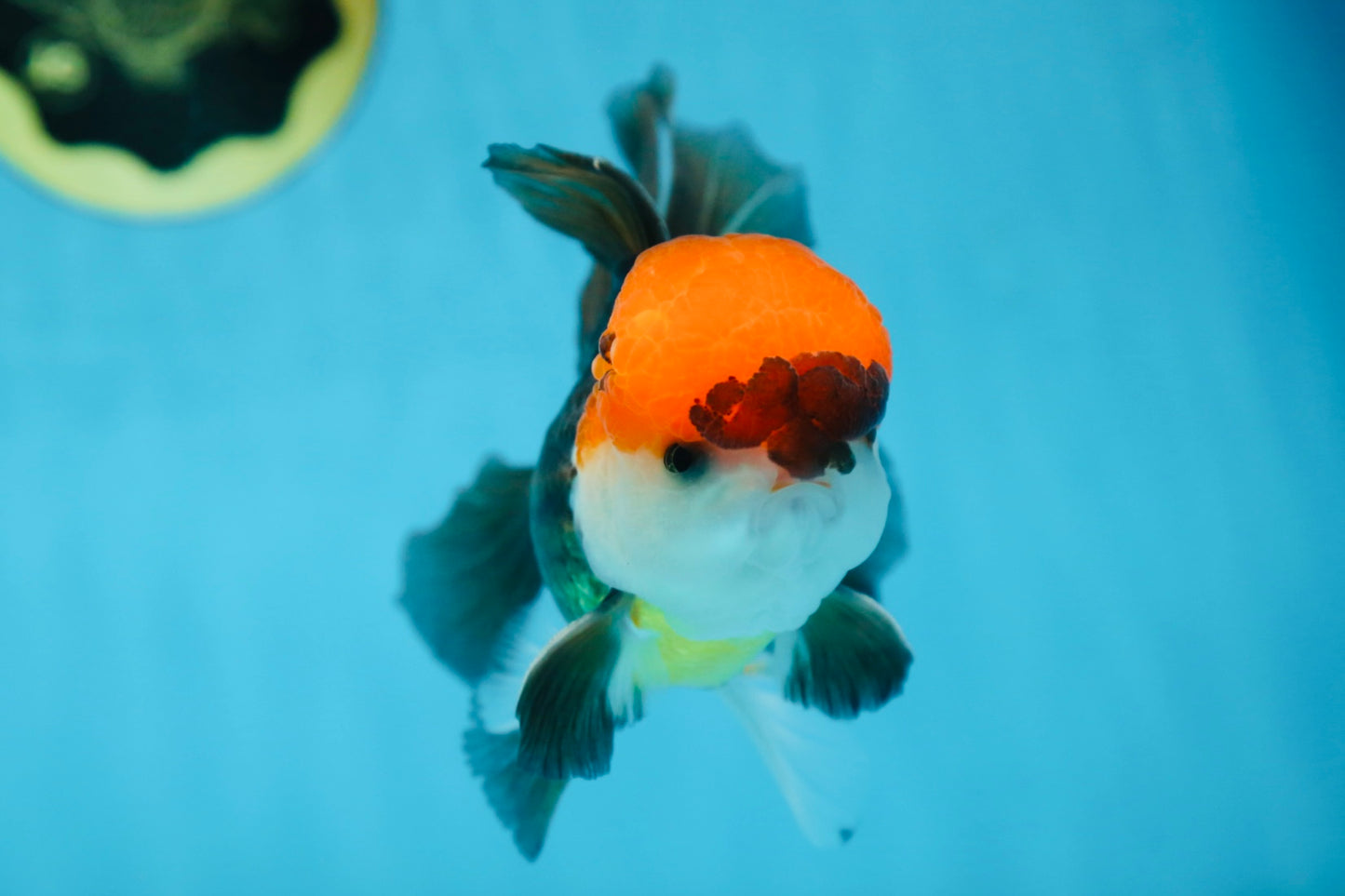 A Grade Tricolor Oranda Male 5-5.5 inches #090525OR_15