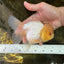 A Grade CLOUDY White Oranda Female 6 inches #062025OR_23
