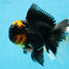 A Grade Lava Head Tricolor Oranda Male 5.5-6 inches #052325OR_08