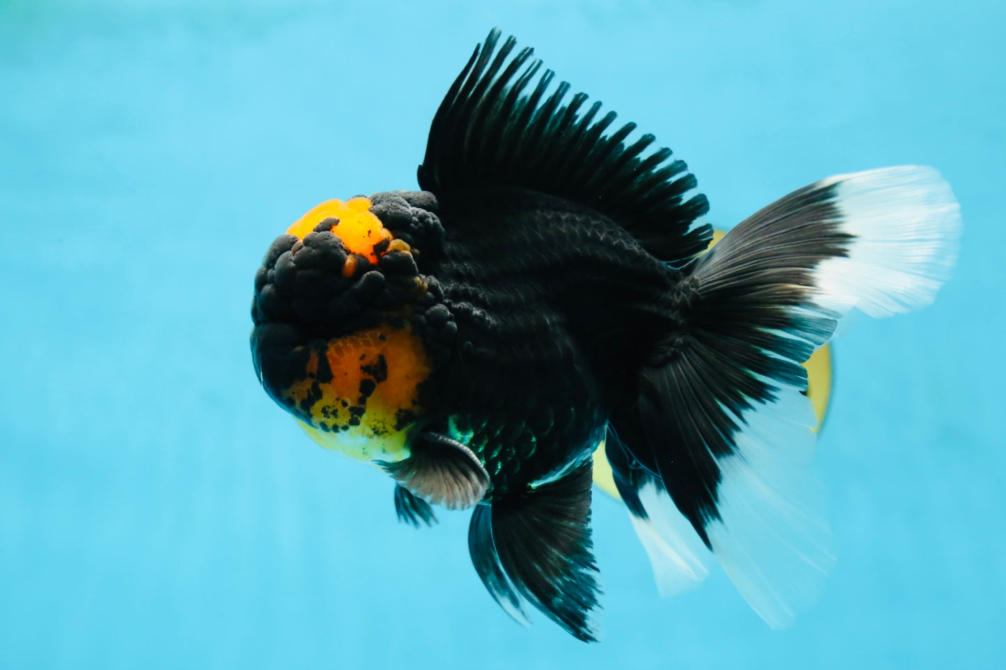 A Grade Lava Head Tricolor Oranda Male 5.5-6 inches #052325OR_08