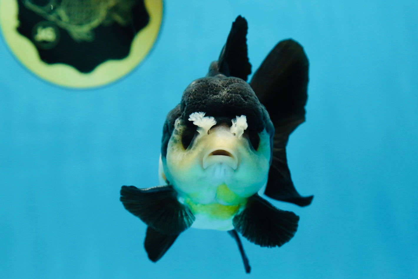 Chubby Pompom Panda Button Eyes Yuanbao Male 4.5 inches #071125YB_16