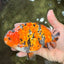 A Grade Tricolor Tiger Ranchu Male 5.5 inches #102326RC_05