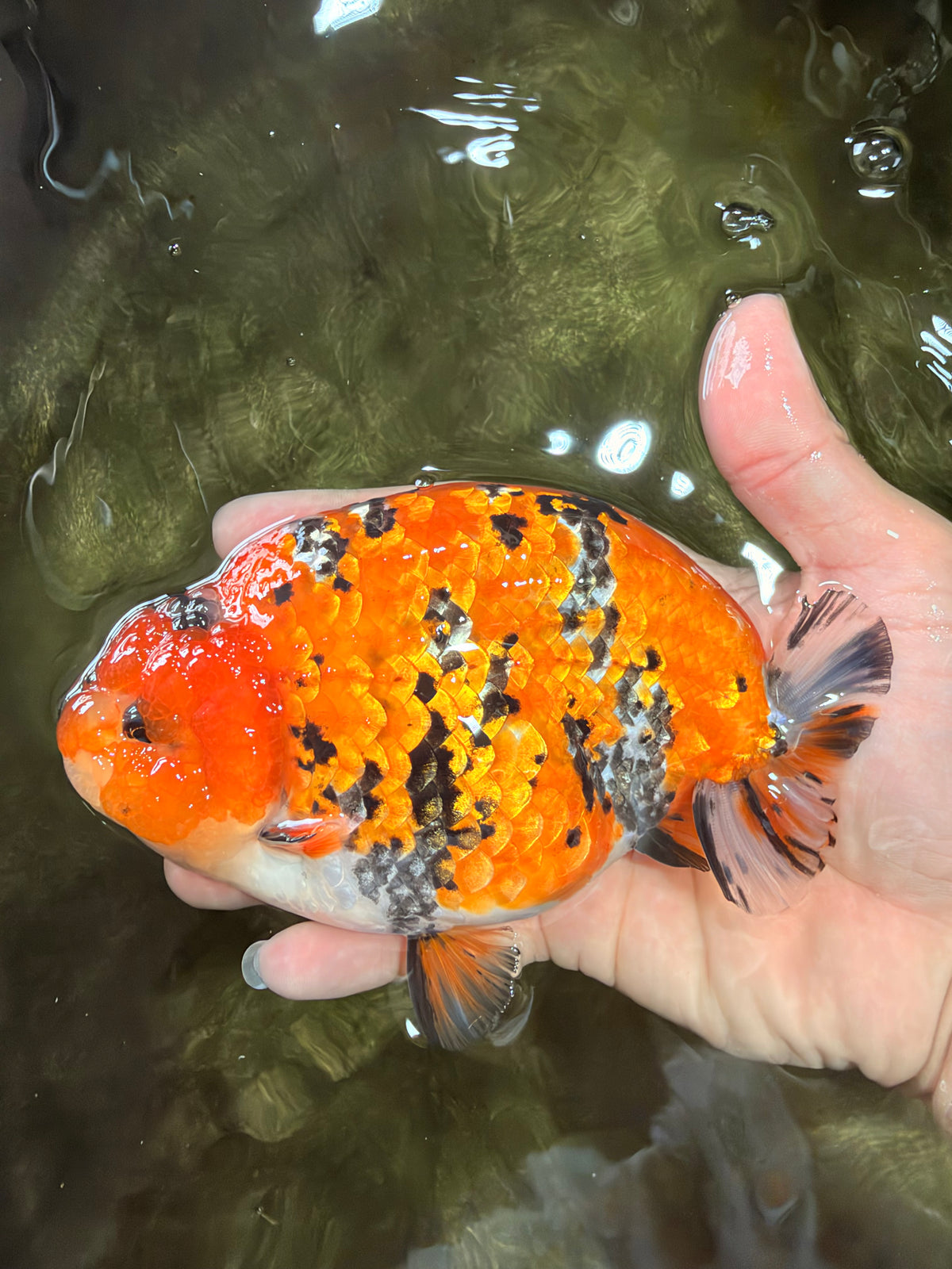 A Grade Tricolor Tiger Ranchu Male 5.5 inches #102326RC_05