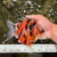 UNIQUE AAA Grade Indonesia Tiger Ryukin Female 5.5 inches #070326RK_25