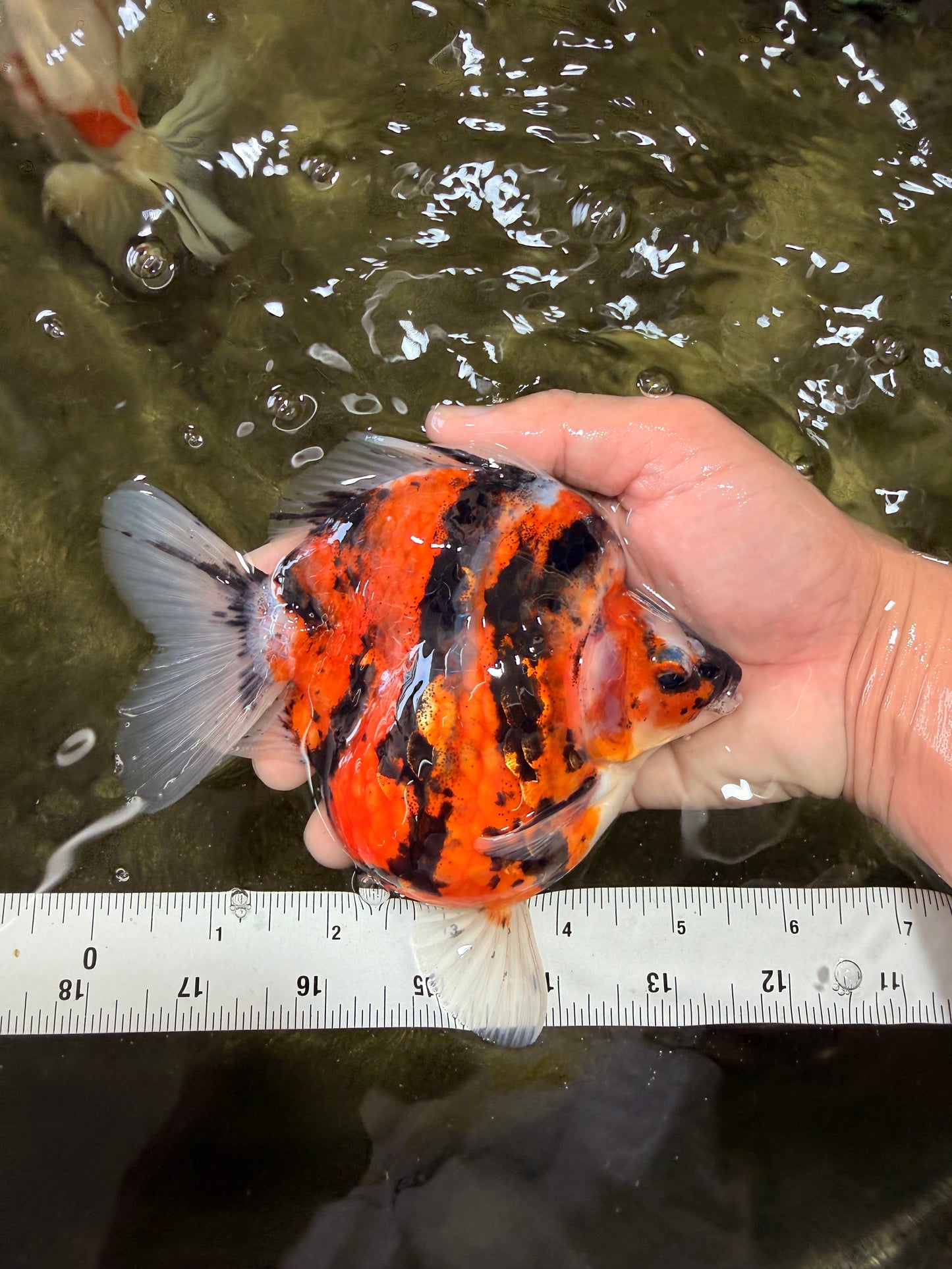 UNIQUE AAA Grade Indonesia Tiger Ryukin Female 5.5 inches #070326RK_25