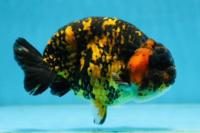 AAA Grade Special Tiger LionKing 5.5 inches #082225LC_04