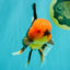A Grade Apache Oranda Male 5.5 inches #102326OR_15