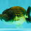 Apache Lionchu Female 4.5 inches #081426LC_25