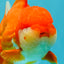 JUMBO A Grade Godzilla Red White Oranda Male 7 inches #031326OR_03