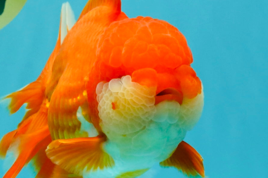 JUMBO A Grade Godzilla Red White Oranda Male 7 inches #031326OR_03