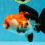 A Grade PomPom Tricolor Yuanbao Male 4-4.5 inches #060625YB_08