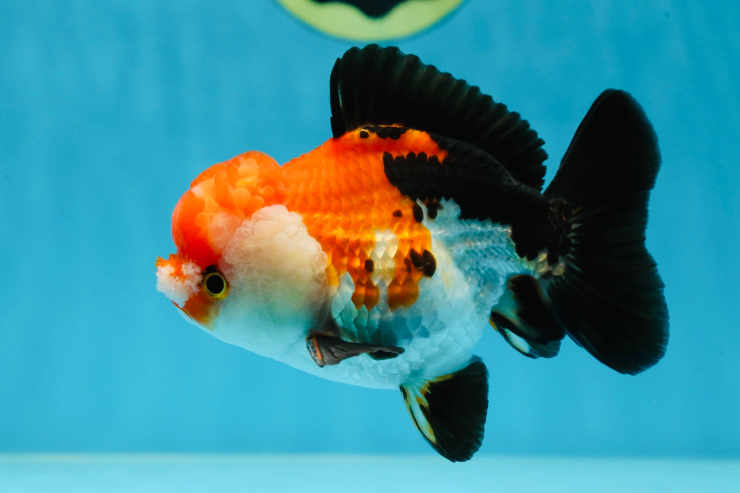 A Grade PomPom Tricolor Yuanbao Male 4-4.5 inches #060625YB_08