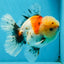 AAA Grade Godzilla Pepper Calico Oranda Male 5-5.5 inches #053025OR_27