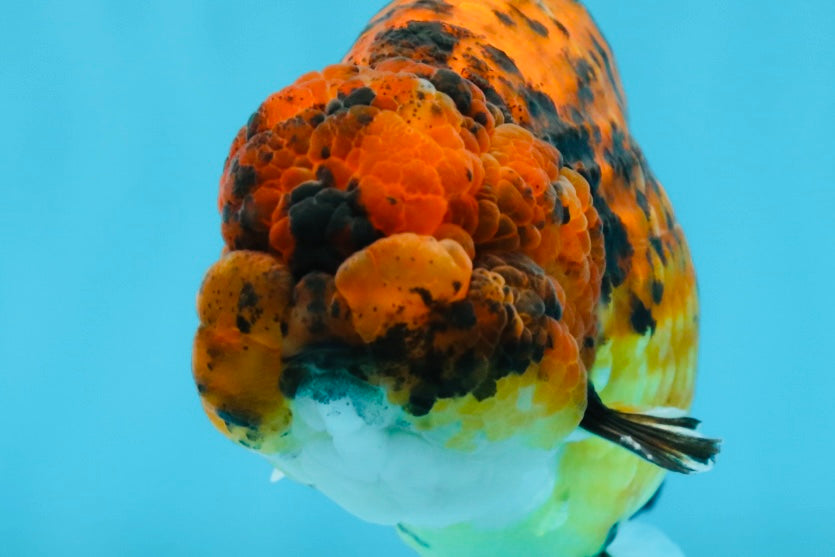 A Grade Tiger LionKing 4.5-5 inches #071125LC_03