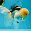 AAA Grade Tricolor Oranda Male 5.5 inches #050925OR_40