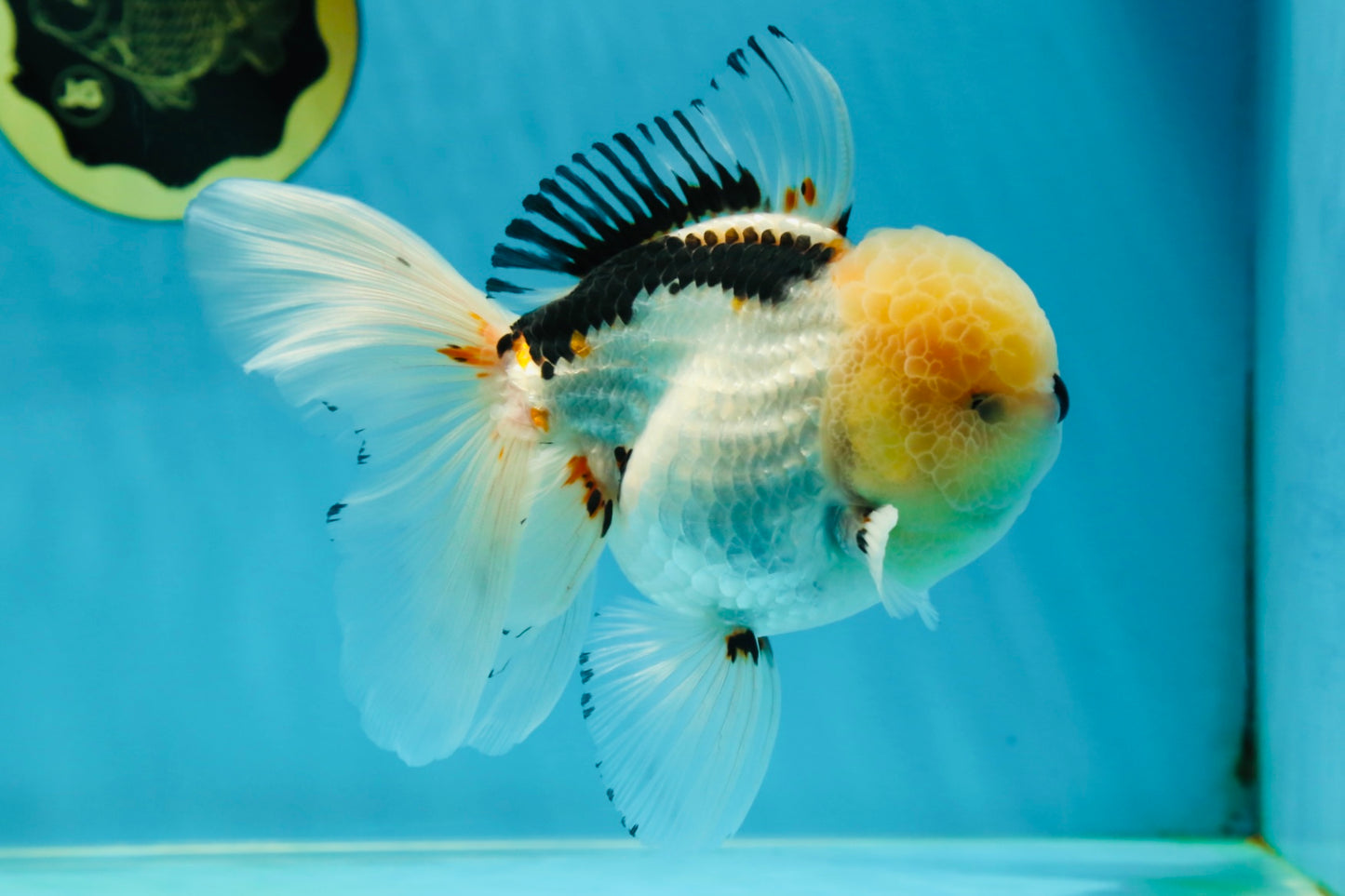 AAA Grade Tricolor Oranda Male 5.5 inches #050925OR_40