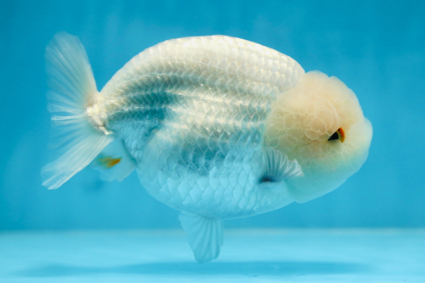 AAA Grade SNOW WHITE LionQueen 5.5-6 inches #090525LC_01