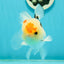 AAA Grade Lemonhead Tricolor Button Eyes Oranda Male 5 inches #111524OR_23