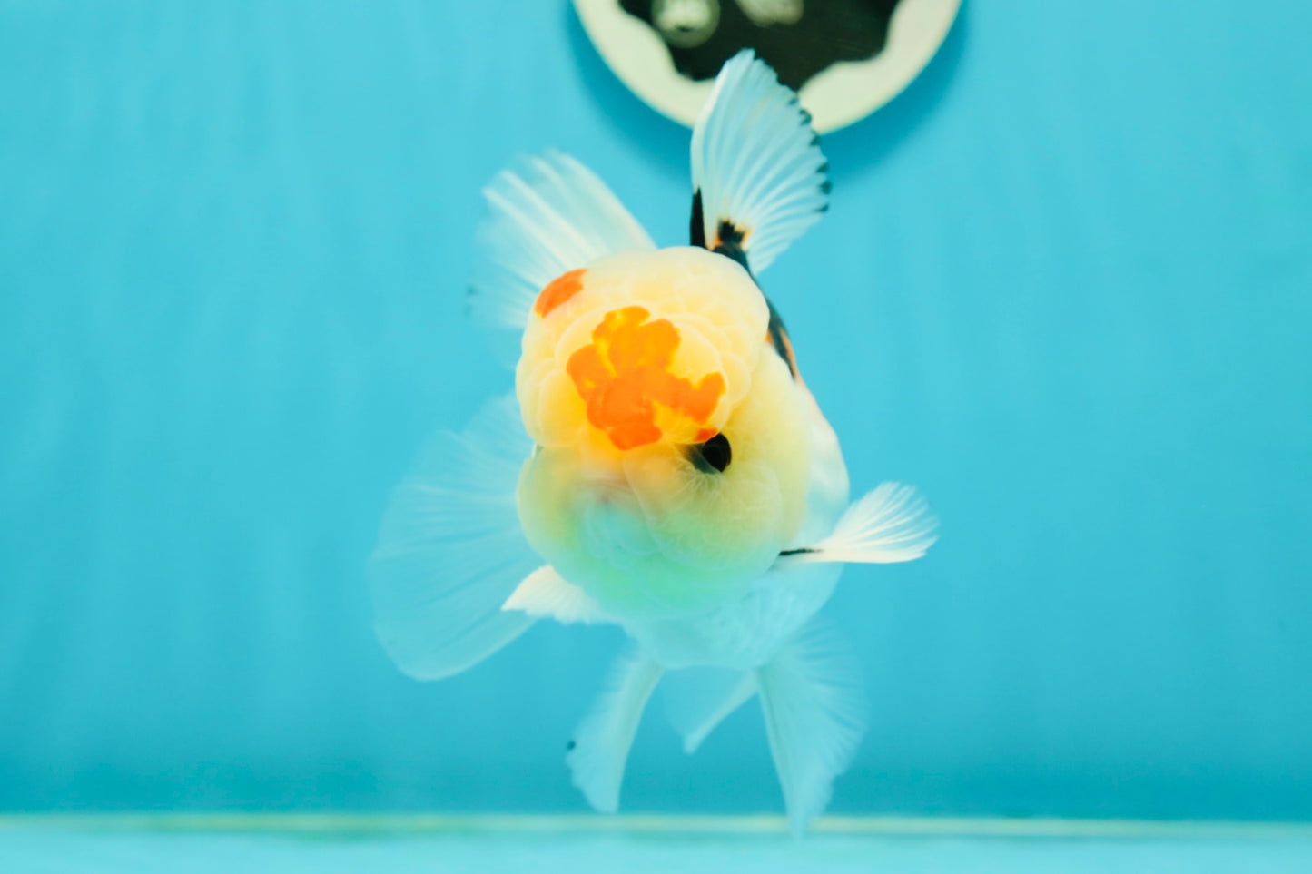 AAA Grade Lemonhead Tricolor Button Eyes Oranda Male 5 inches #111524OR_23