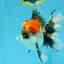 CHUNKY AAA Grade Kirin Calico Oranda Male 6.5 inches #041026OR_02