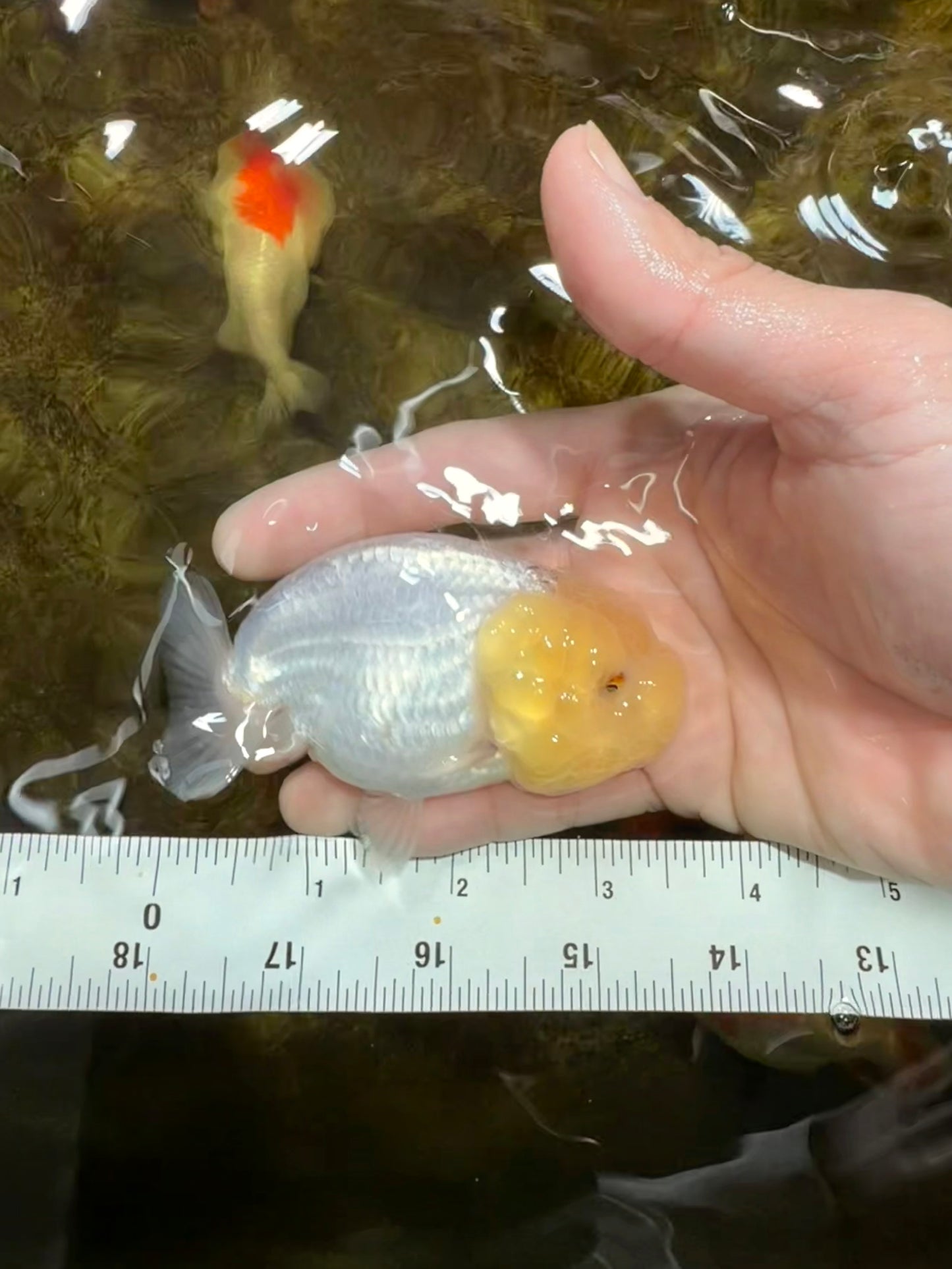 CLOUDY A Grade White LionQueen 3.5 inches #112825LC_03