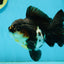 A Grade Tricolor Yuanbao Male 5 inches #122024YB_14